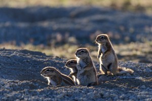 vortrag-tiere-afrikas-01