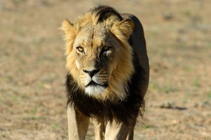 vortrag-tiere-afrikas-02