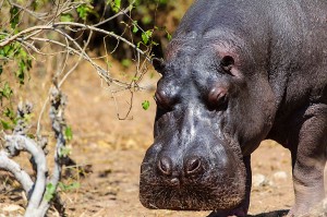 vortrag-tiere-afrikas-03