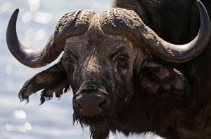 vortrag-tiere-afrikas-04