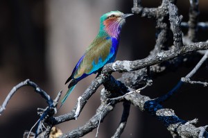 vortrag-tiere-afrikas-05