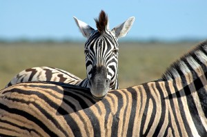 vortrag-tiere-afrikas-06