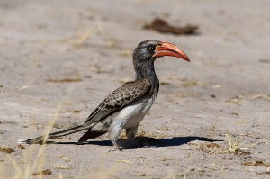 vortrag-tiere-afrikas-07