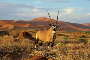 vortrag-tiere-afrikas-08