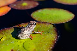 vortrag-tiere-afrikas-09